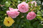 Saremo ® rose photo