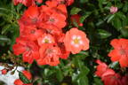 Deseo rose photo