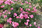 Phlox Meidiland rose photo