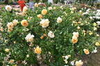 Kaiser von Lautern rose photo