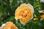 Kaiser von Lautern rose photo