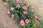 Romina rose photo