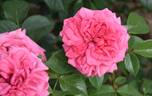 Romina rose photo
