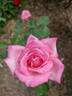 Columbia rose photo
