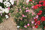 Magic Meidiland ® rose photo