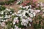 Venice rose photo