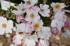 Venice rose photo