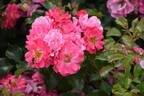 Blühwunder 08 rose photo