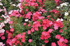Stadt Rom rose photo