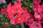 Stadt Rom rose photo