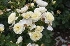Gletscherfee rose photo