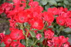 Fleur Robuste Polo rose photo