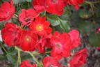 Fleur Robuste Polo rose photo