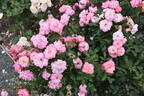 Elysium rose photo