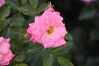 Elysium rose photo