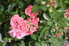 Alea rose photo