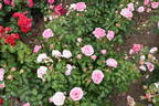 Crescendo rose photo