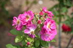 Global Water rose photo