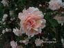Birdie Blye rose photo