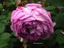 Caroline Bank rose photo