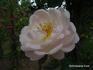 Julklap rose photo