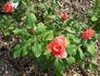 Lady Bird Johnson rose photo
