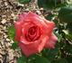 Lady Bird Johnson rose photo