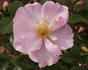 Queen Mother rose photo