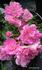 Bordure rose photo