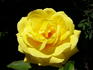Carte d'Or rose photo