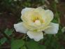 Nana Mouskouri rose photo