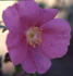 Cantab rose photo