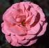 Charles Kuralt ™ rose photo