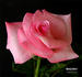 Here's Gert rose photo