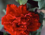 Christopher Stone rose photo