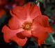 Christine rose photo