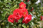 Rotfassade ® rose photo