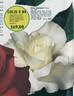 Bettie Herholdt rose photo