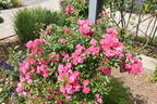 Lovely Fairy rose photo