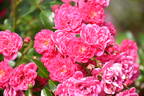 Lovely Fairy rose photo
