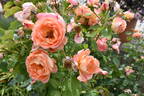 Bonita Renaissance rose photo