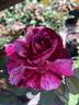 Brindabella Burgundy Tiger rose photo