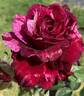 Brindabella Burgundy Tiger rose photo