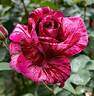 Brindabella Burgundy Tiger rose photo