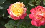 Kordes' Jubilee rose photo