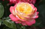 Kordes' Jubilee rose photo