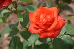 Satellite ® rose photo