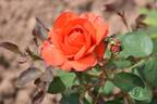 Satellite ® rose photo