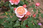 Mary Ann rose photo