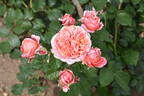 Mary Ann rose photo
